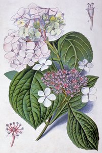 Hortensia, principios del siglo XX (ilustración) de Désiré Georges Jean Marie Bois