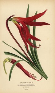 Lirio jacobino, Sprekelia formosissima. Cromolitografía a partir de una ilustración de Desire Bois de Edward Step