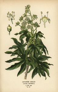 Aralia japonesa o planta de papel de hoja brillante, Fatsia japonica.