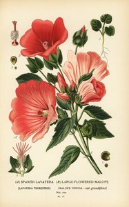Lavatera trimestris y Malope trifida. de Désiré Georges Jean Marie Bois