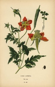 Laterita suelta. de Désiré Georges Jean Marie Bois