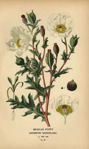 Amapola mexicana, Argemone grandiflora.