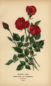 Rosa mensual, Rosa chinensis var. semperflorens. de Désiré Georges Jean Marie Bois
