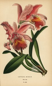 Orquídea Cattleya de Moss u orquídea de Pascua, Cattleya mossiae. Cromolitografía a partir de una ilustración de Desire Bois de Edward Step
