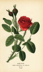 Moss rose, Rosa centifolia var. muscosa. de Désiré Georges Jean Marie Bois