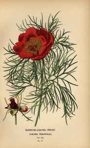 Peonía de hoja estrecha, Paeonia tenuifolia,
