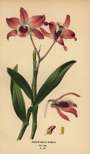 Orquídea dendrobium noble, Dendrobium nobile. Cromolitografía a partir de una ilustración de Desire Bois de Edward Step