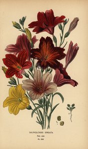 Flor de la lengua pintada o trompeta de terciopelo, Salpiglossis sinuata. de Désiré Georges Jean Marie Bois