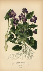 Violeta de Parma, Viola odorata.