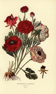 Ranúnculos persas, Ranunculus asiaticus. de Désiré Georges Jean Marie Bois