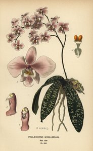 Orquídea Phalaenopsis schilleriana. Cromolitografía de una ilustración de B. Herincq de Edward Step