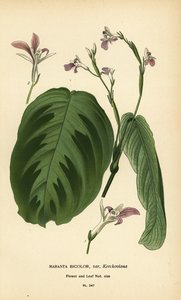 Planta de la oración, Maranta leuconeura (Maranta bicolor var. Kerchoviana). Cromolitografía a partir de una ilustración de Desire Bois de Edward Step