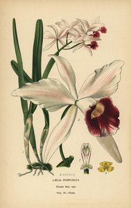 Orquídea laelia de color púrpura, Cattleya purpurata (Laelia purpurata). Cromolitografía de una ilustración de B. Herincq de Edward Step