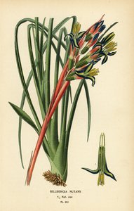 Planta de las lágrimas de la reina, Billbergia nutans. Cromolitografía de una ilustración de Desire Bois de Edward Step