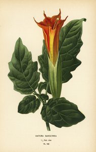 Trompeta de ángel roja, Brugmansia sanguinea. Extinta.