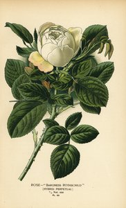 Rosa Baronesa Rothschild, híbrido perpetuo. de Désiré Georges Jean Marie Bois