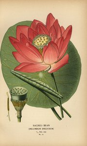 Haba sagrada o loto indio, Nelumbo nucifera.