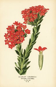 Carrula escarlata, Crassula coccinea. de Désiré Georges Jean Marie Bois