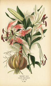 Lirio vistoso, Lilium speciosum. Cromolitografía de una ilustración de Desire Bois de Edward Step