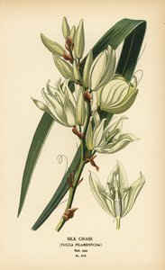 Hierba de seda, Yucca filamentosa. Cromolitografía a partir de una ilustración de Desire Bois de Edward Step