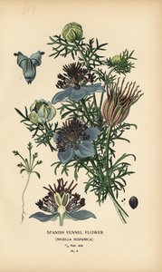 Hinojo español, Nigella hispanica.