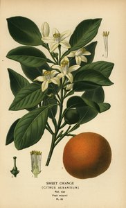 Naranja dulce, Citrus x aurantium. de Désiré Georges Jean Marie Bois