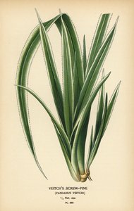 Pino tornillo de Tahití, Pandanus tectorius (Pino tornillo de Veitch, Pandanus veitchii). Cromolitografía a partir de una ilustración de Desire Bois de Edward Step