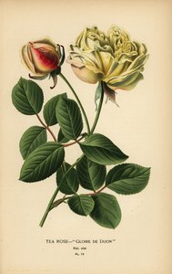 Híbrido de rosa de té, Gloire de Dijon, Rosa × odorata. de Désiré Georges Jean Marie Bois