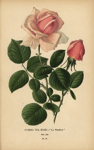 Tea rose hybrid, La France, Rosa × odorata. de Désiré Georges Jean Marie Bois