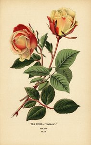 Tea rose hybrid, Safrano, Rosa × odorata. de Désiré Georges Jean Marie Bois