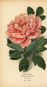 Peonía de árbol, Paeonia moutan.
