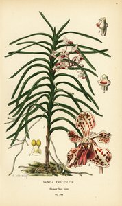 Orquídea Vanda tricolor. Cromolitografía de una ilustración de B. Herincq de Edward Step