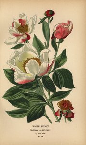 Peonía blanca, Paeonia lactiflora. de Désiré Georges Jean Marie Bois