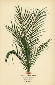 Palmera datilera silvestre o palmera datilera de Senegal, Phoenix reclinata (Spiny date palm, Phoenix spinosa). Cromolitografía de una ilustración de Desire Bois de Edward Step