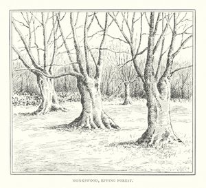 Monkswood, Epping Forest (litografía)