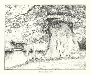 El roble de Walkern (litografía)