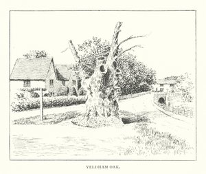 Roble de Yeldham (litografía)