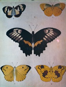 Mariposas de Dutch School