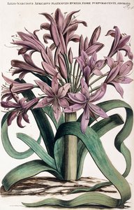 Lillio-Narciso, 1697-1701 de Dutch School