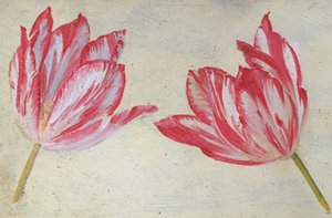 Estudios de tulipanes, c.1830