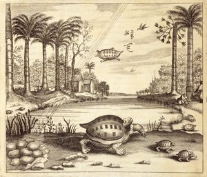 Eclosión de huevos de tortuga, de China Ilustrada por Athanasius Kircher (1601-80) 1667
