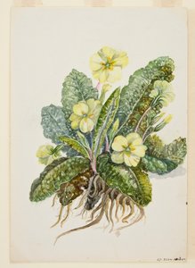 Primula vulgaris Huds Primrose, c. 1920s de EF Crowley