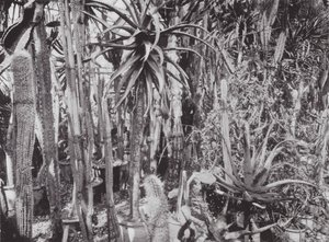 Jardines de Kew, hacia 1900 (foto en blanco y negro) de E. J. Wallis