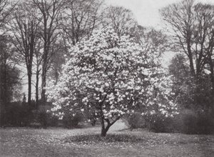 Jardines de Kew, hacia 1900 (foto en blanco y negro) de E. J. Wallis