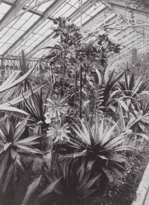 Jardines de Kew, hacia 1900 (foto en blanco y negro) de E. J. Wallis