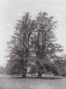 Jardines de Kew, hacia 1900 (foto en blanco y negro) de E. J. Wallis
