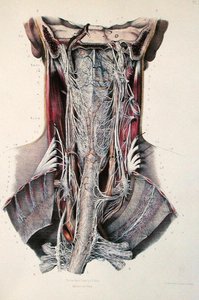 Sección transversal del cuello, lámina de 