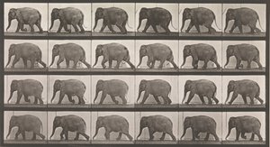 Locomoción animal. Una investigación electro-fotográfica de fases consecutivas de animales, 1880s de Eadweard Muybridge