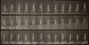 Locomoción animal, Placa 174, 1887 de Eadweard Muybridge