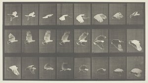 Locomoción Animal, Placa 758, 1887 de Eadweard Muybridge
